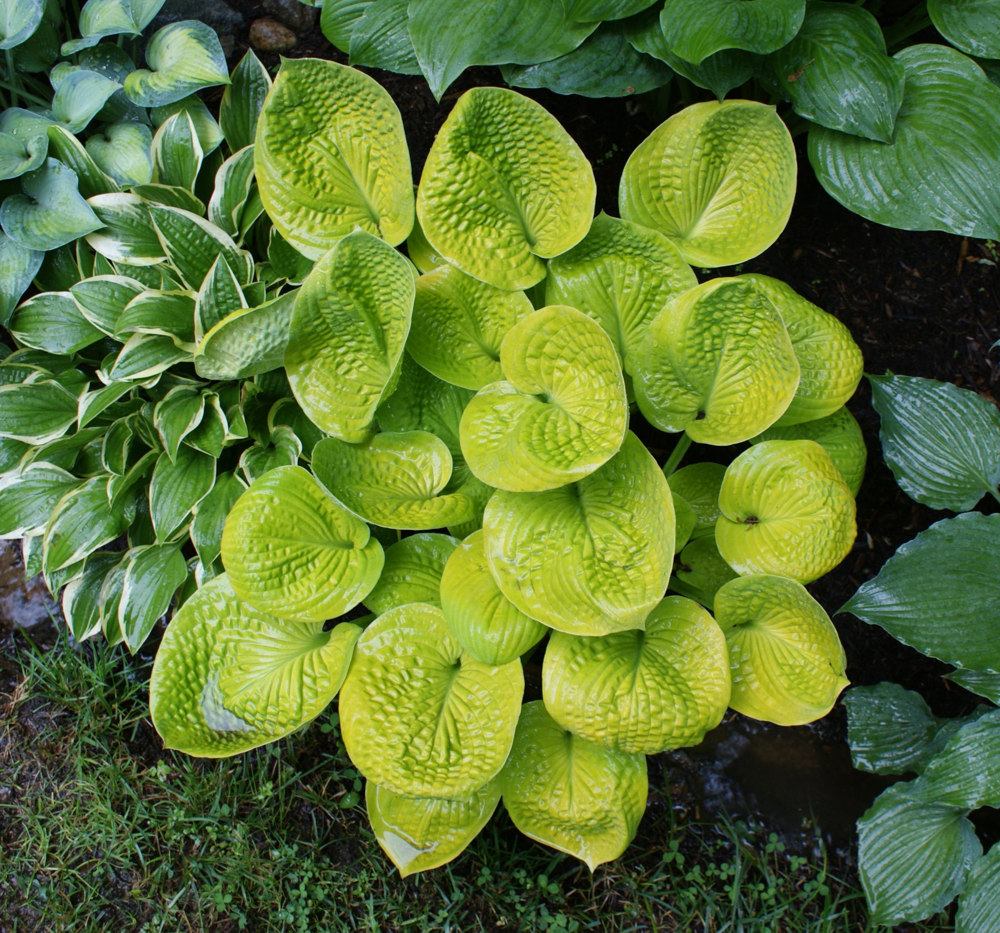 Maui Buttercups Hosta - Thumbnail 3
