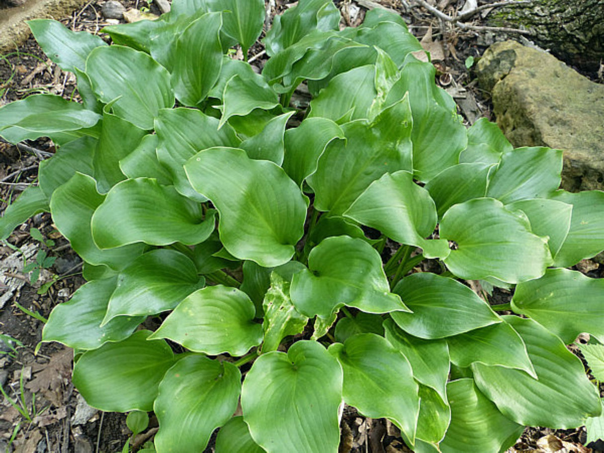 Mean Green Thing Hosta