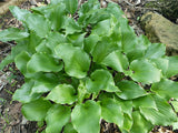Mean Green Thing Hosta