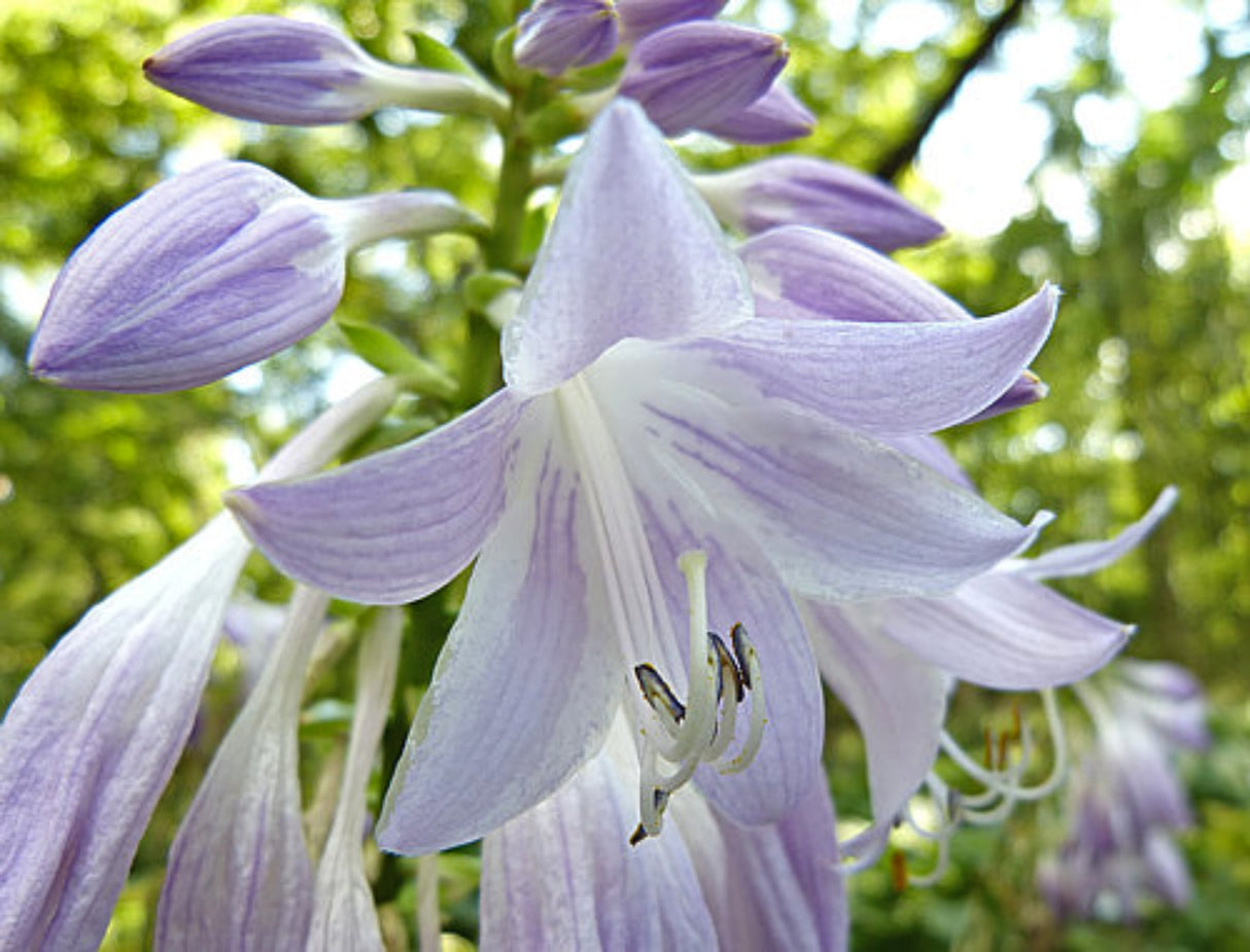 Mean Green Thing Hosta