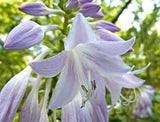 Mean Green Thing Hosta