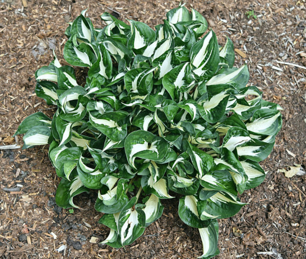 Mellow Mood Hosta