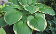 Memorable Moments Hosta