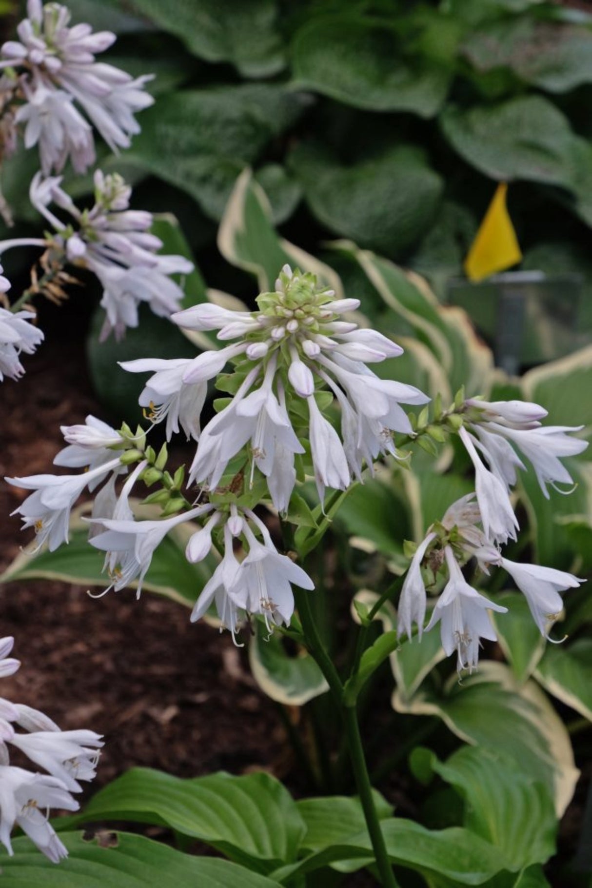 Menorah Hosta