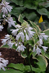 Menorah Hosta