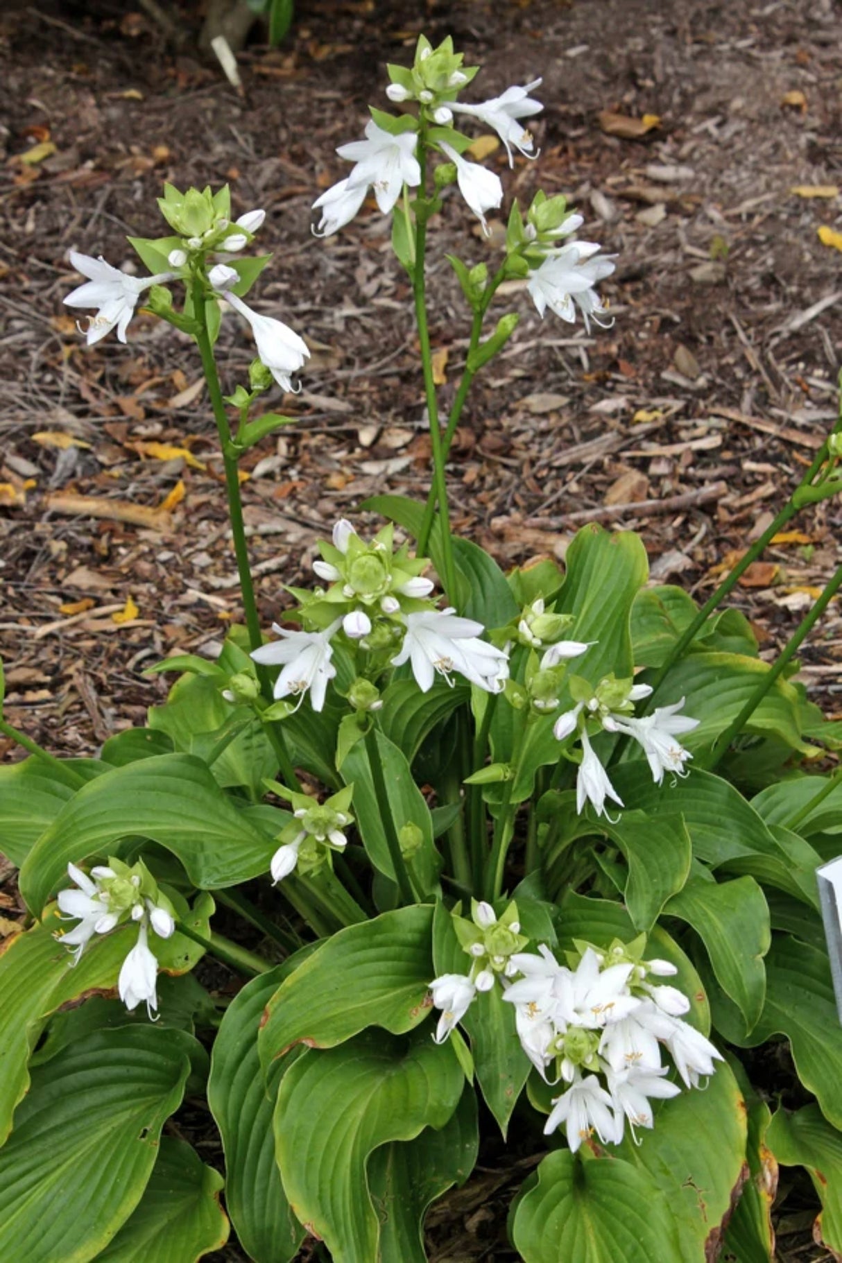 Menorah Hosta