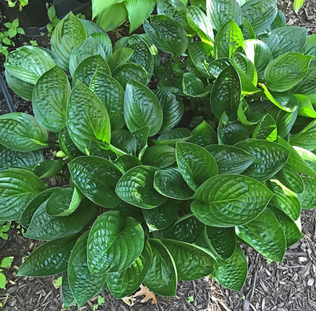 Midnight Oil Hosta