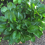 Midnight Oil Hosta