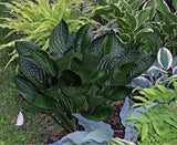 Midnight Oil Hosta