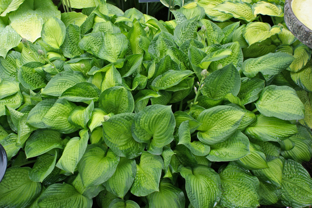 Midwest Magic Hosta