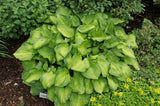 Midwest Magic Hosta