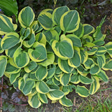 Mighty Mouse Hosta