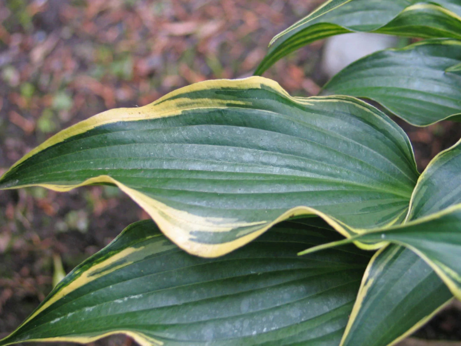 Magic Fire Hosta Minstrel Magic Hosta – NH Hostas