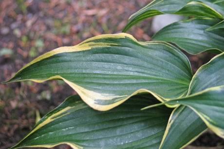 Minstrel Magic Hosta