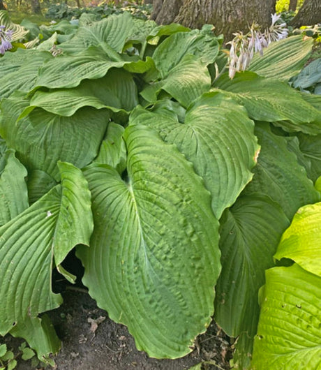 Mint Rushmore Hosta