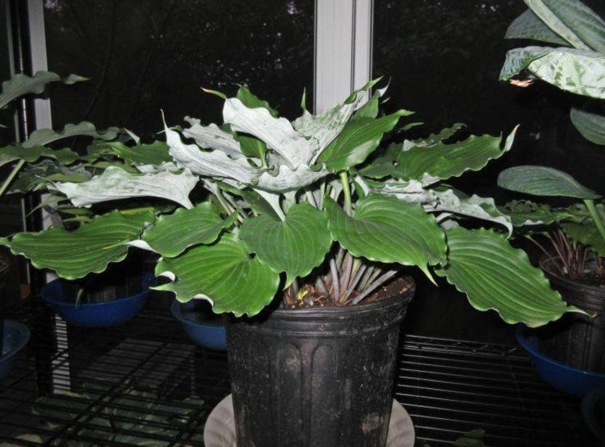 Mirror Lake Hosta