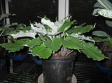 Mirror Lake Hosta