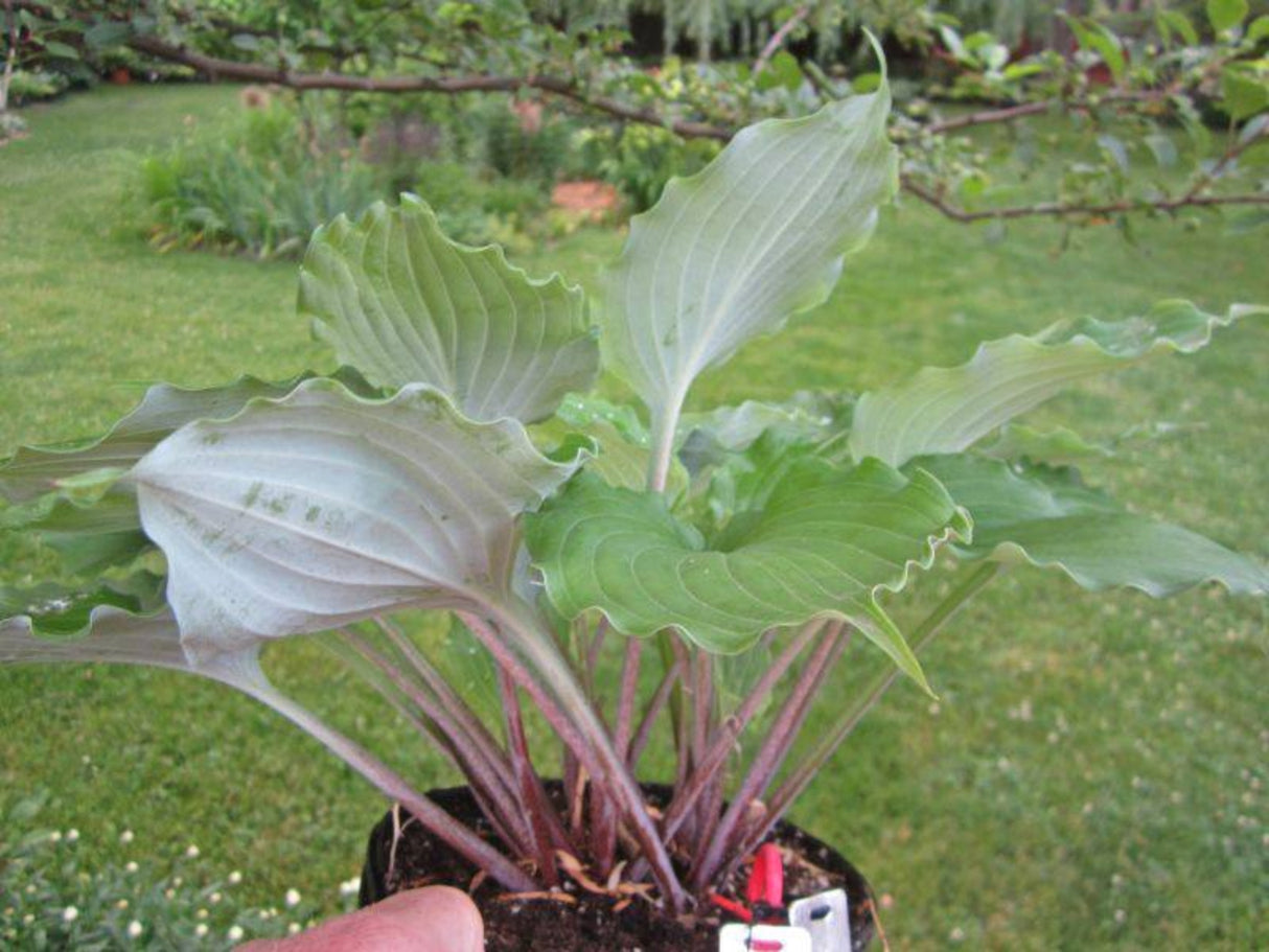 Mirror Lake Hosta