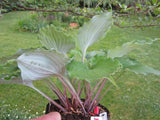 Mirror Lake Hosta