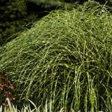 Miscanthus s. 'Little Zebra' Ornamental Grass