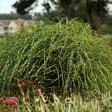 Miscanthus s. 'Little Zebra' Ornamental Grass