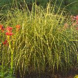 Miscanthus s. 'Little Zebra' Ornamental Grass