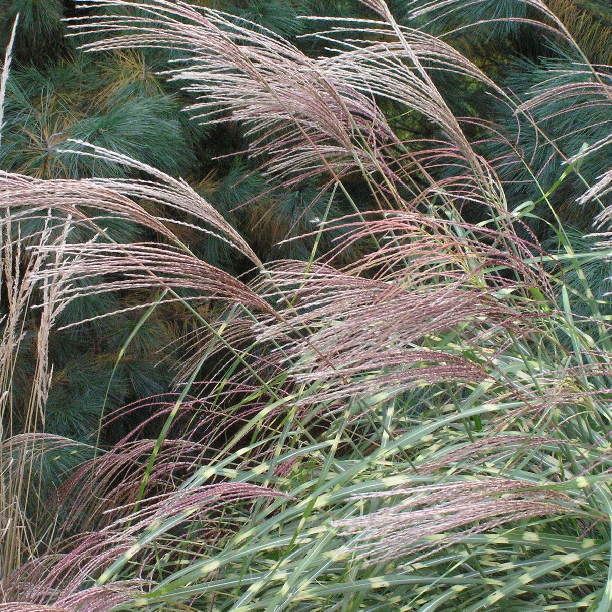 Miscanthus s. 'Little Zebra' Ornamental Grass