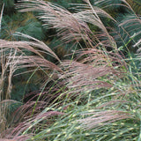 Miscanthus s. 'Little Zebra' Ornamental Grass