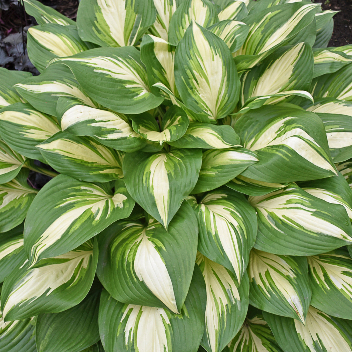 Miss America Hosta PP32068 - 4.5 Inch Container (NEW For 2021!)