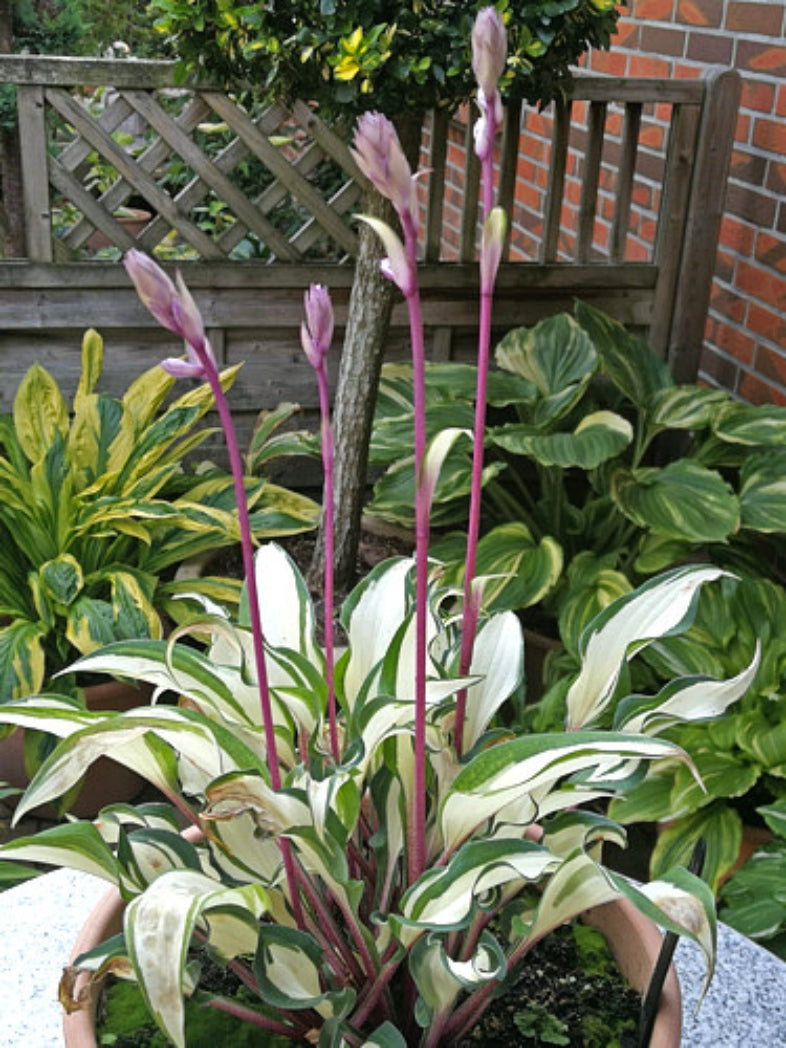 Miss Christa Hosta Courtesy of The Hosta Library