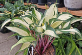 Miss Christa Hosta Courtesy of The Hosta Library