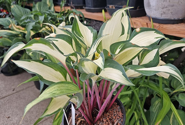 Miss Christa Hosta Courtesy of The Hosta Library