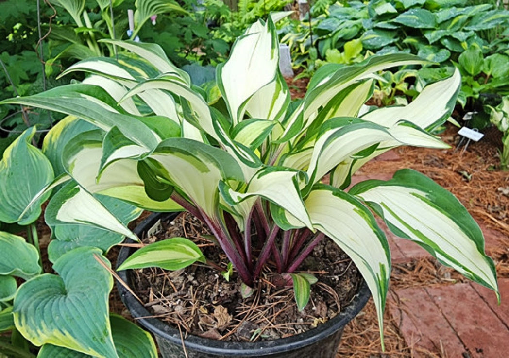 Miss Christa Hosta Courtesy of The Hosta Library