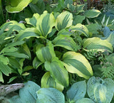 Monkey Business Hosta