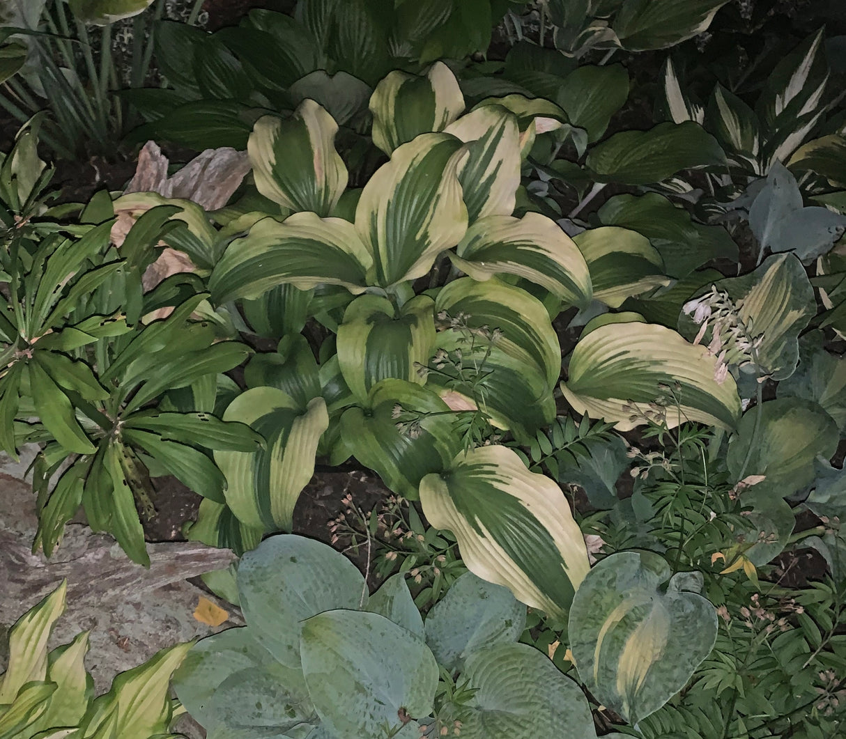 Monkey Business Hosta