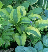 Monkey Business Hosta