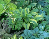 Monkey Business Hosta