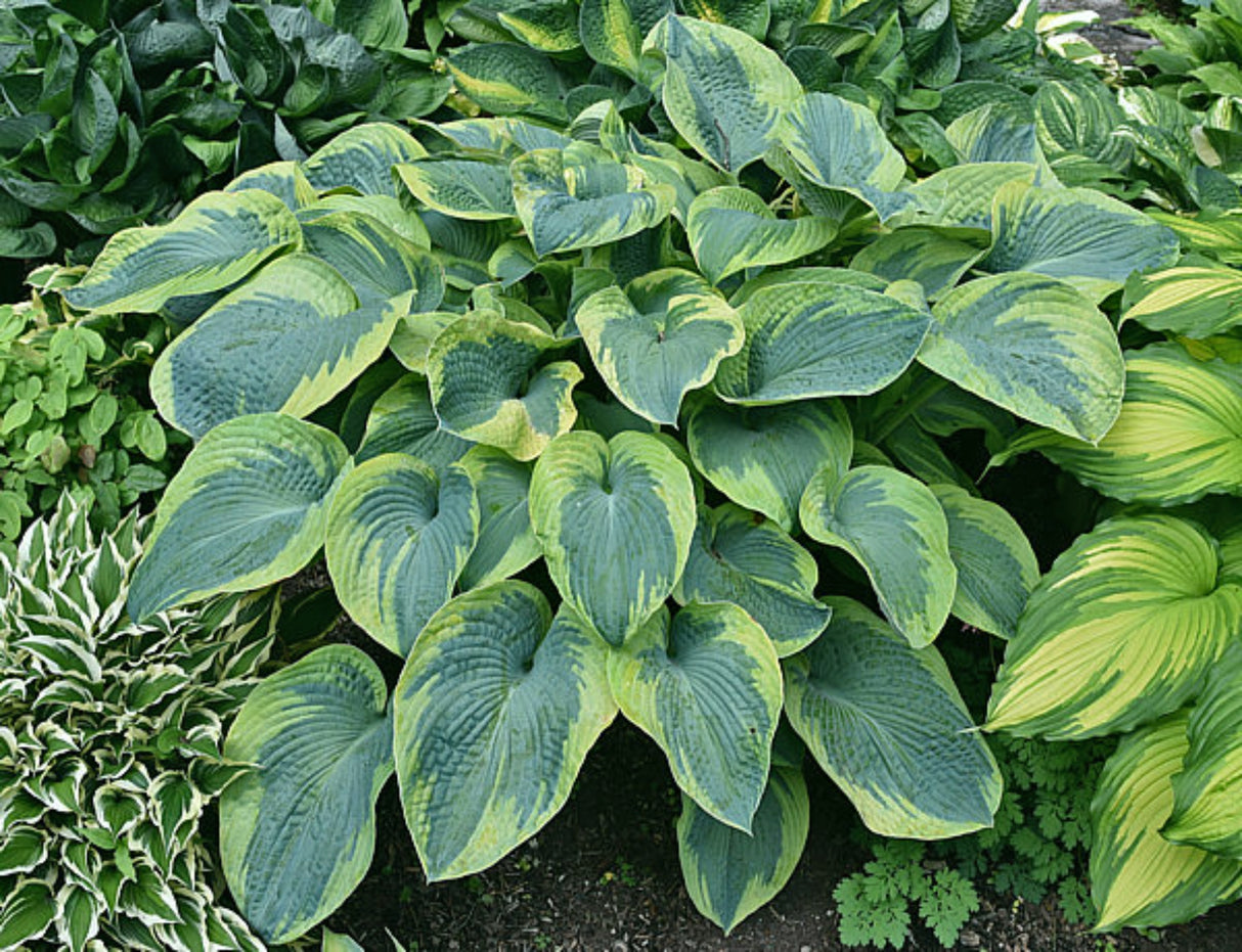 Moonrise Hosta