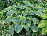 Moonrise Hosta