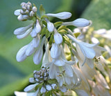 Moonrise Hosta