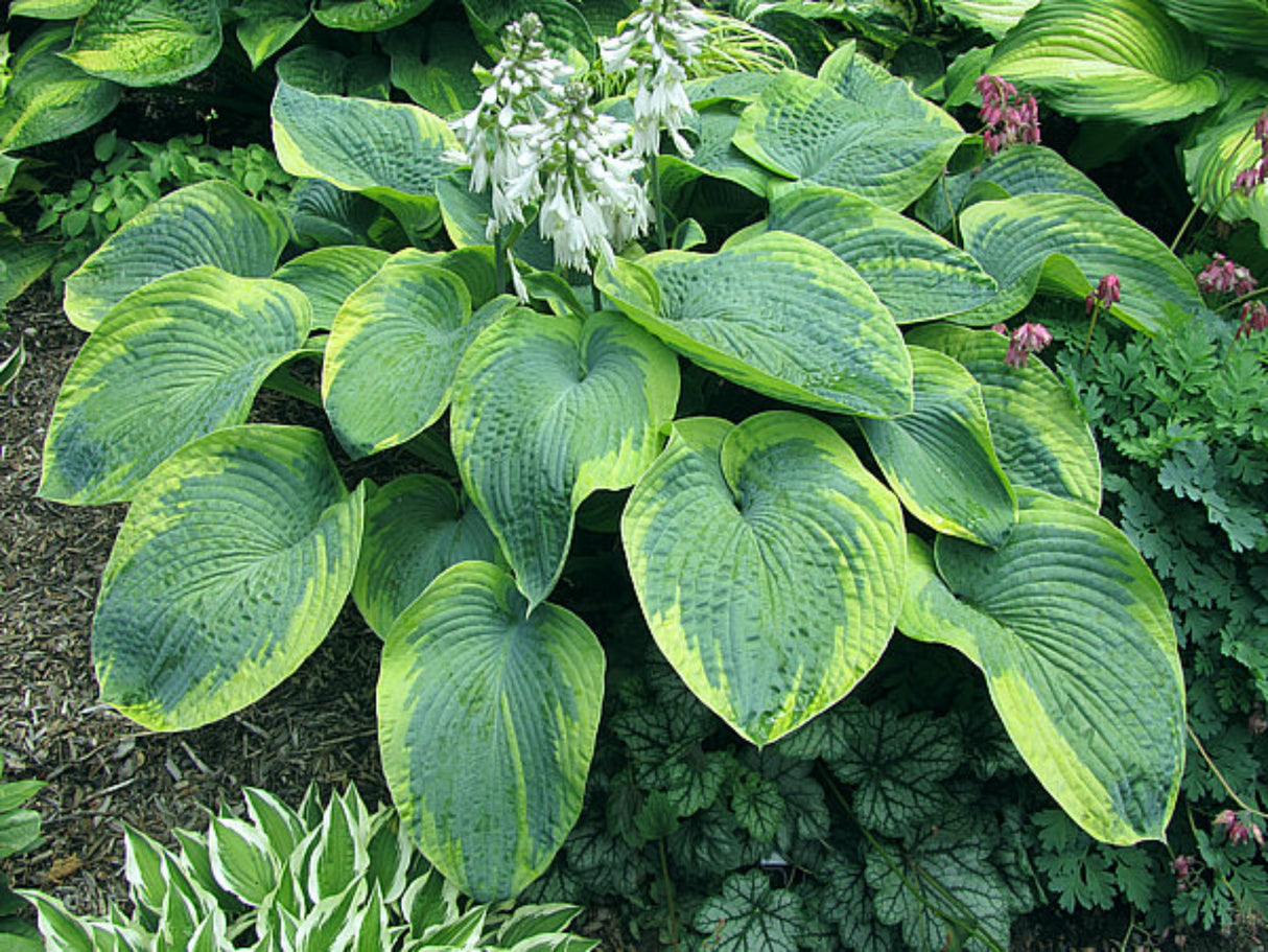 Moonrise Hosta