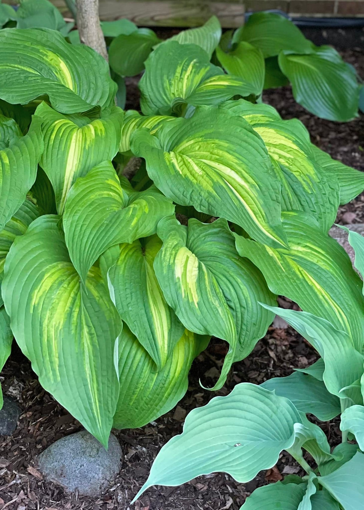 Mother of Dragons Hosta