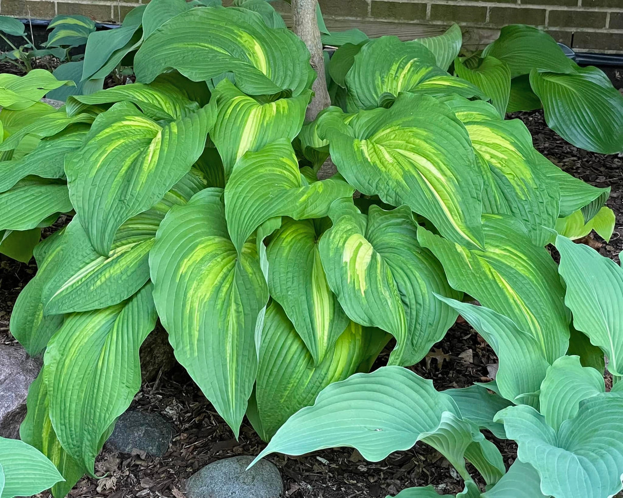 Mother of Dragons Hosta