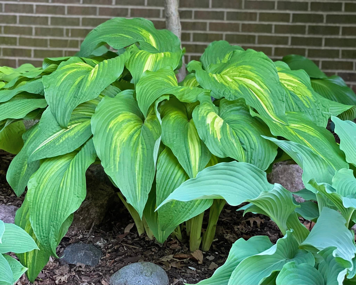 Mother of Dragons Hosta