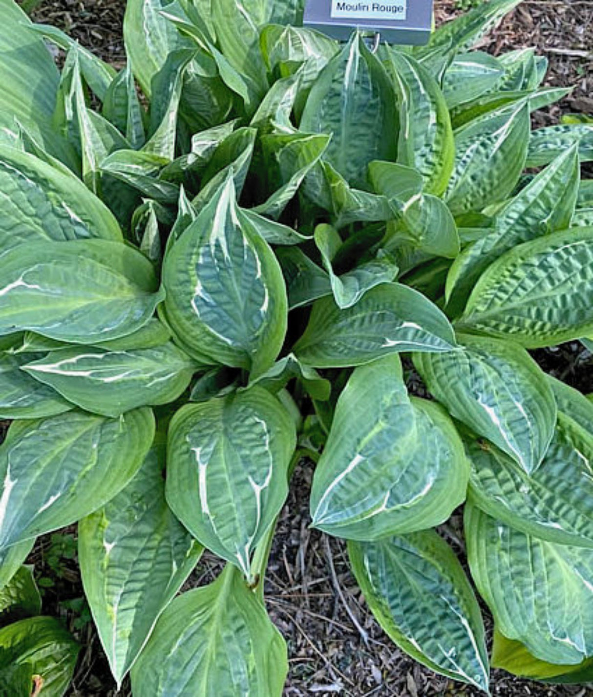 Moulin Rouge Hosta