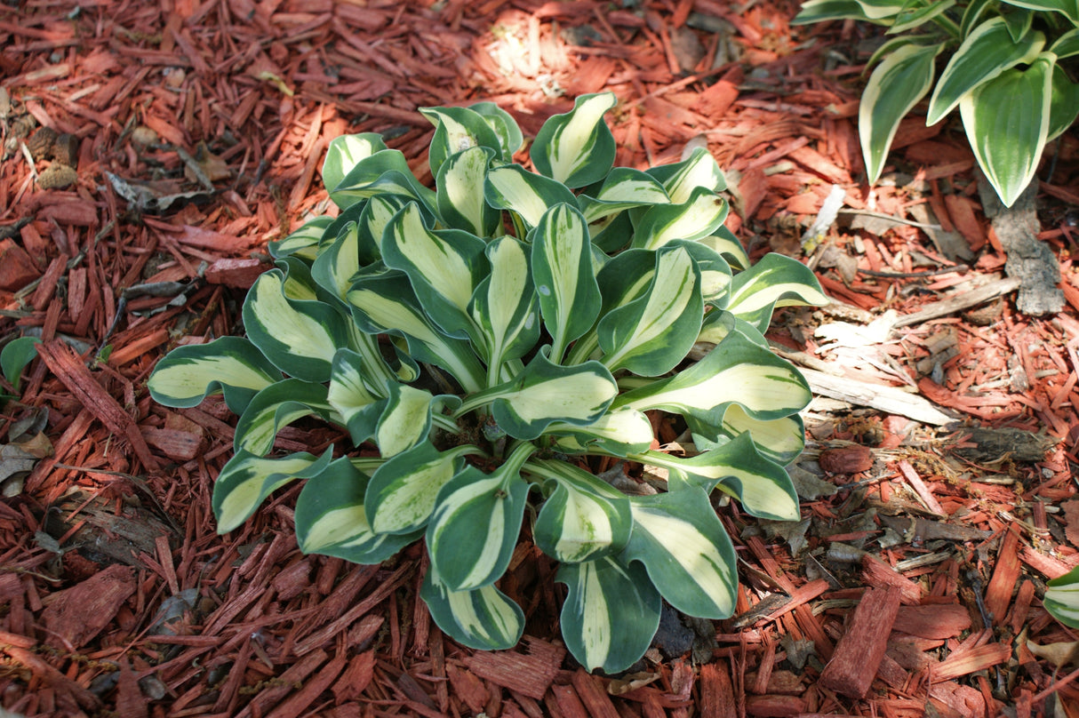 Mouse Trap Hosta - 3 Inch Container