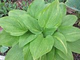 Mr. Mister Hosta