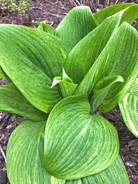 Mr. Mister Hosta