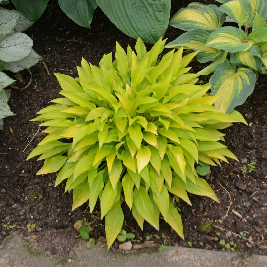 Buy Minature Hostas Online Mini Hosta Plants Are Perfect As Border