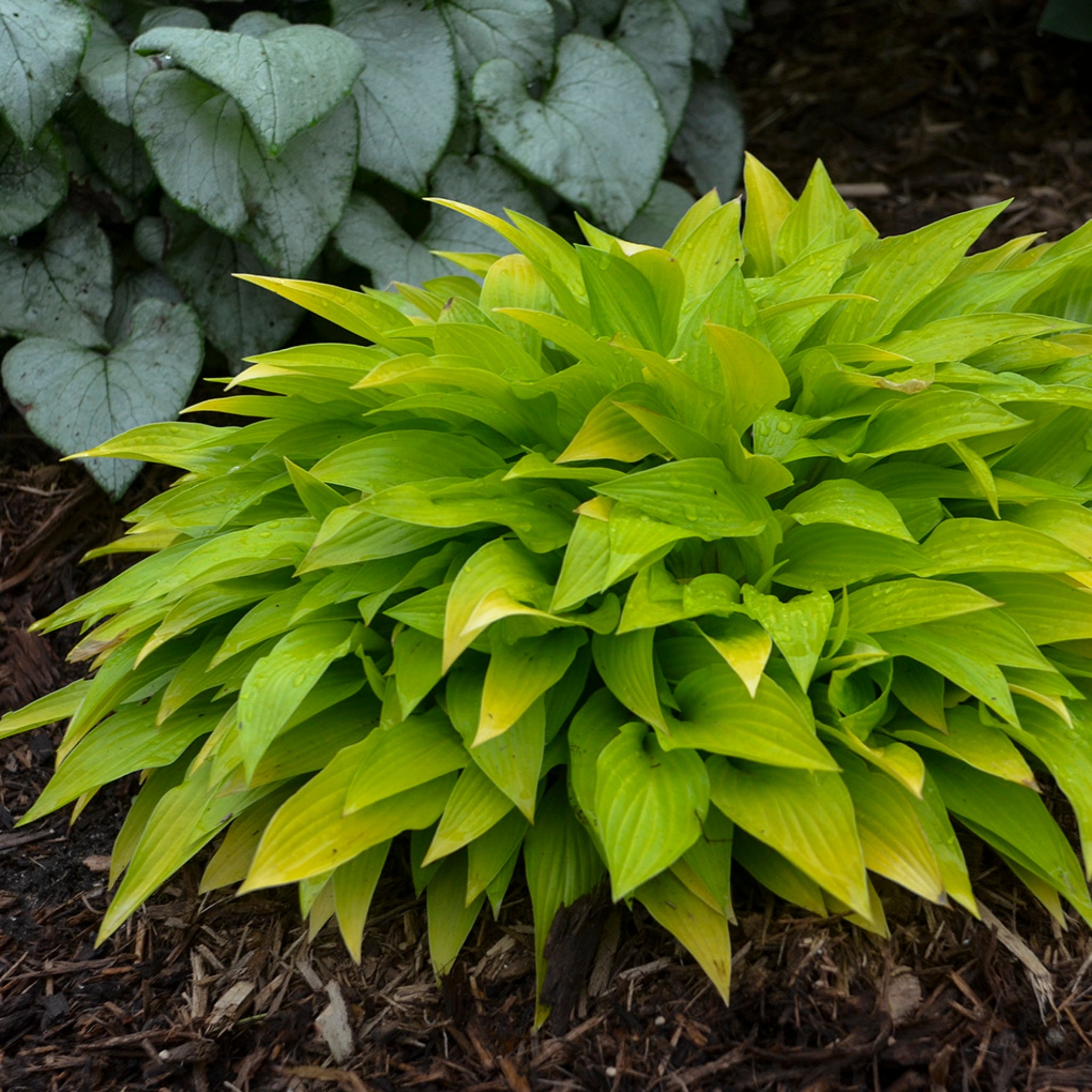 Munchkin Fire Hosta - Miniature Gold Hosta Sun Tolerant – NH Hostas